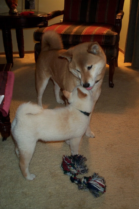 下载乐鱼体育APP-“新加坡赛场，游泳与水上芭蕾大放异彩”