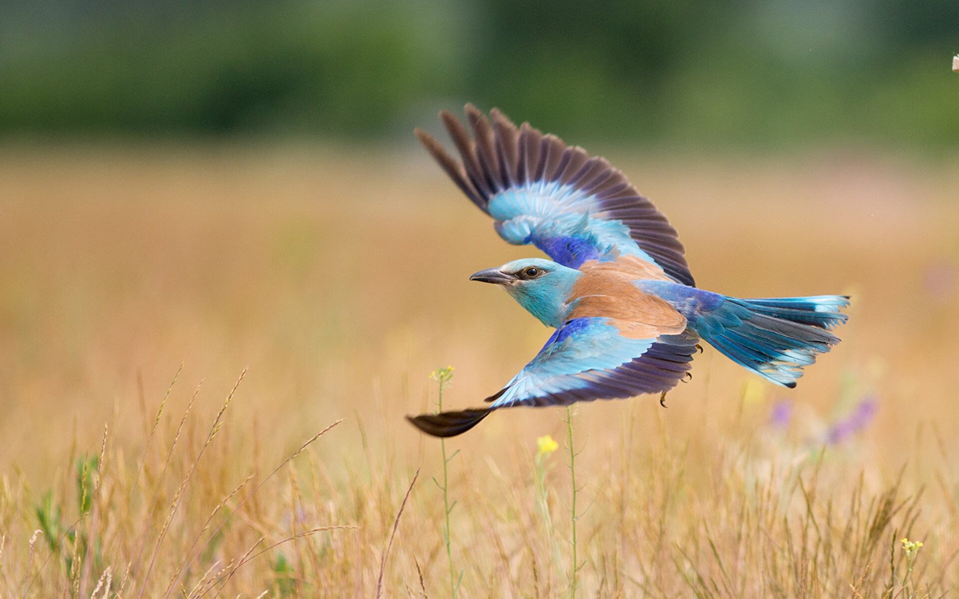LEYU SPORTS中国官方网站-五大联赛替补席深度决定赛季持续性，五大联赛替补席深度决定赛季持续性进球