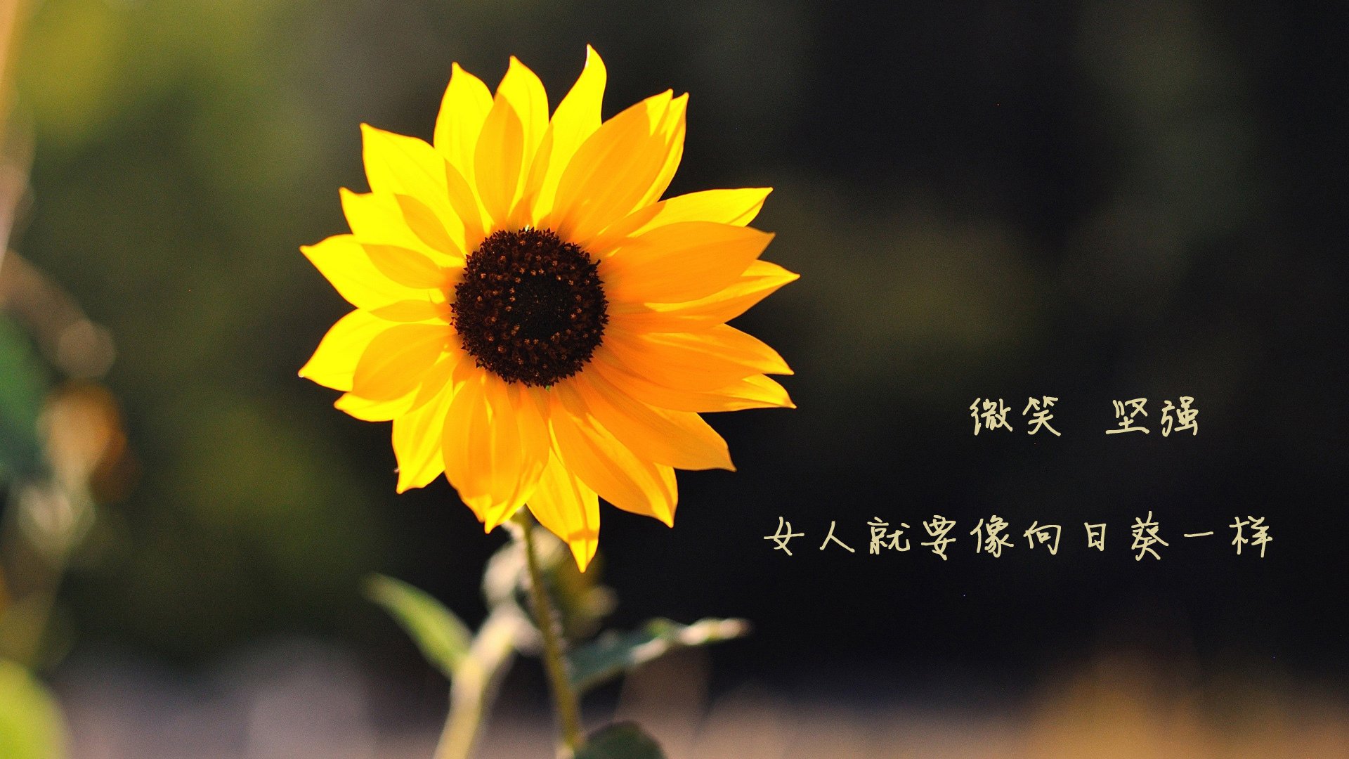 Leyu Sport下载-中国足球俱乐部开展足球历史文化主题月活动，我国足球文化