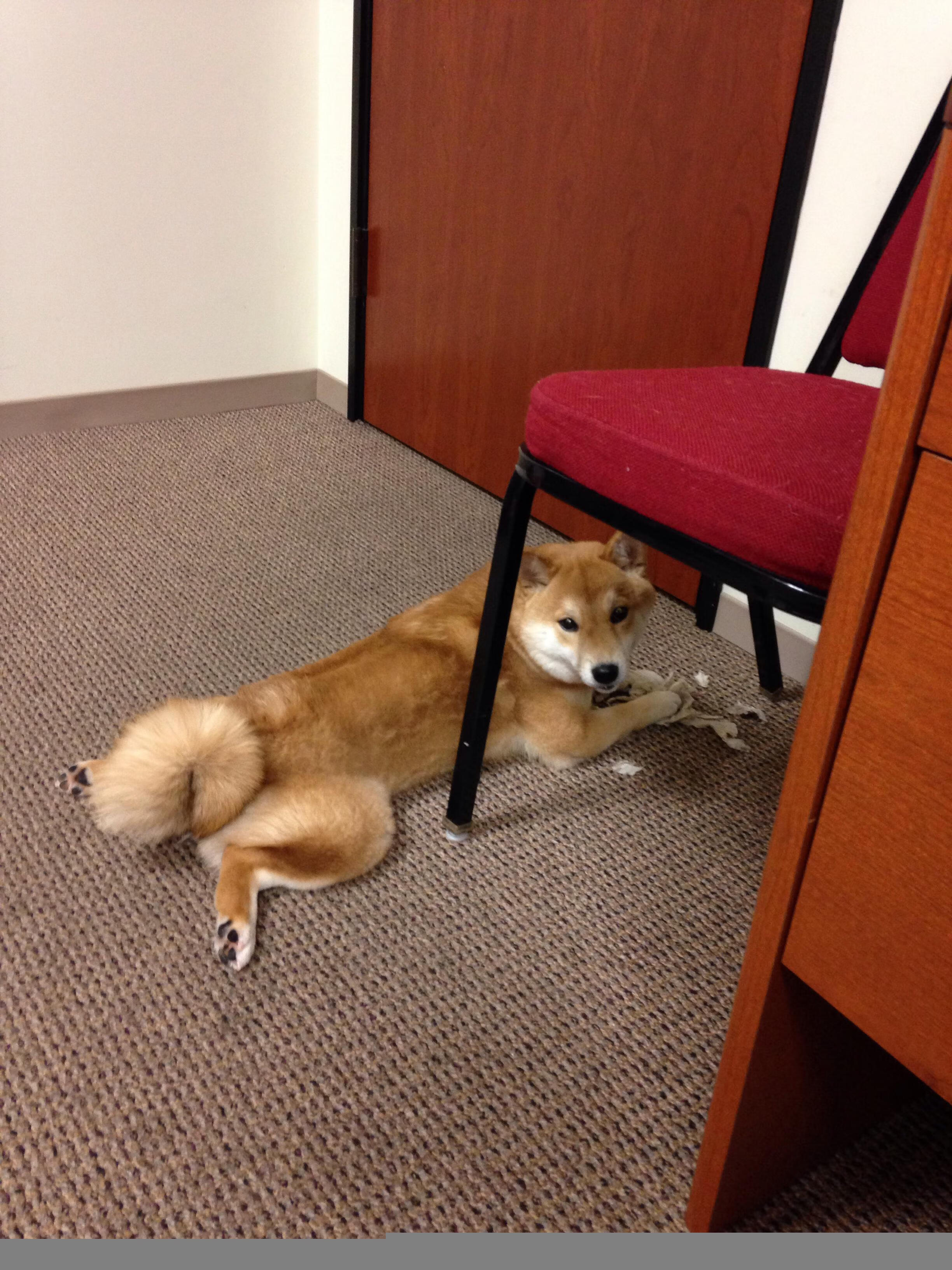 乐鱼体育(中国)官方网站-亚历克斯·格林伍德的防守韧性为袋鼠队抵御强敌进攻，格林伍德上限