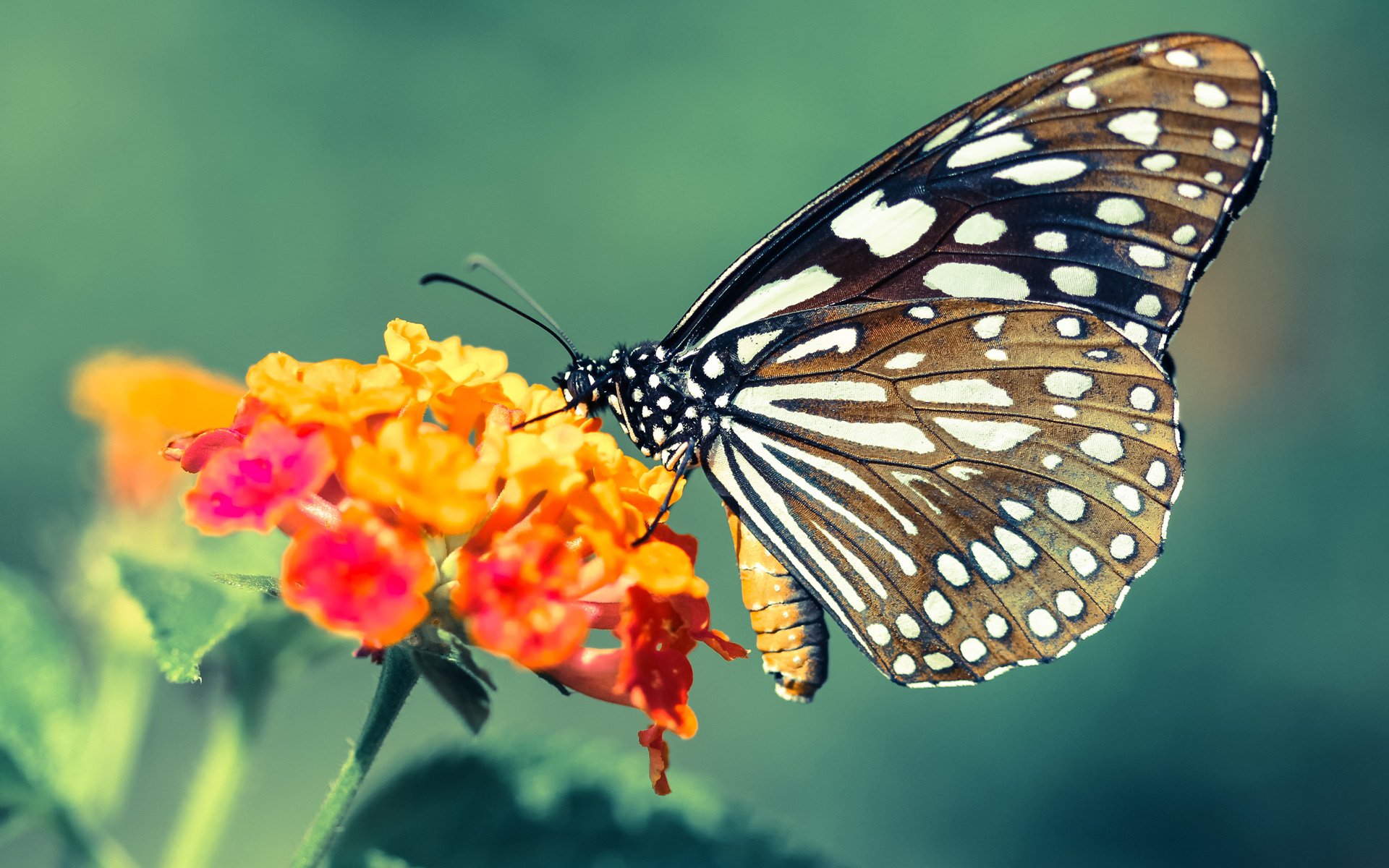 俱乐部与知名体育品牌续约推动双方品牌联动深度合作,体育俱乐部产品分析