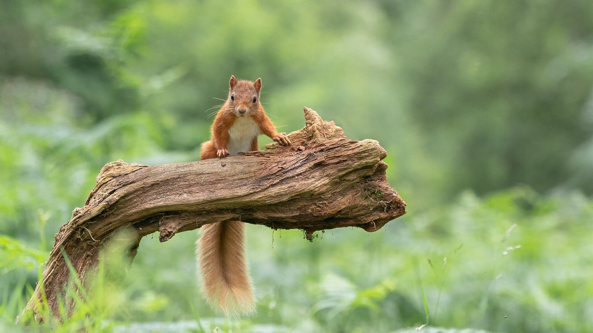 女子仰泳表现稳定,后程冲刺有力,女子仰泳出发