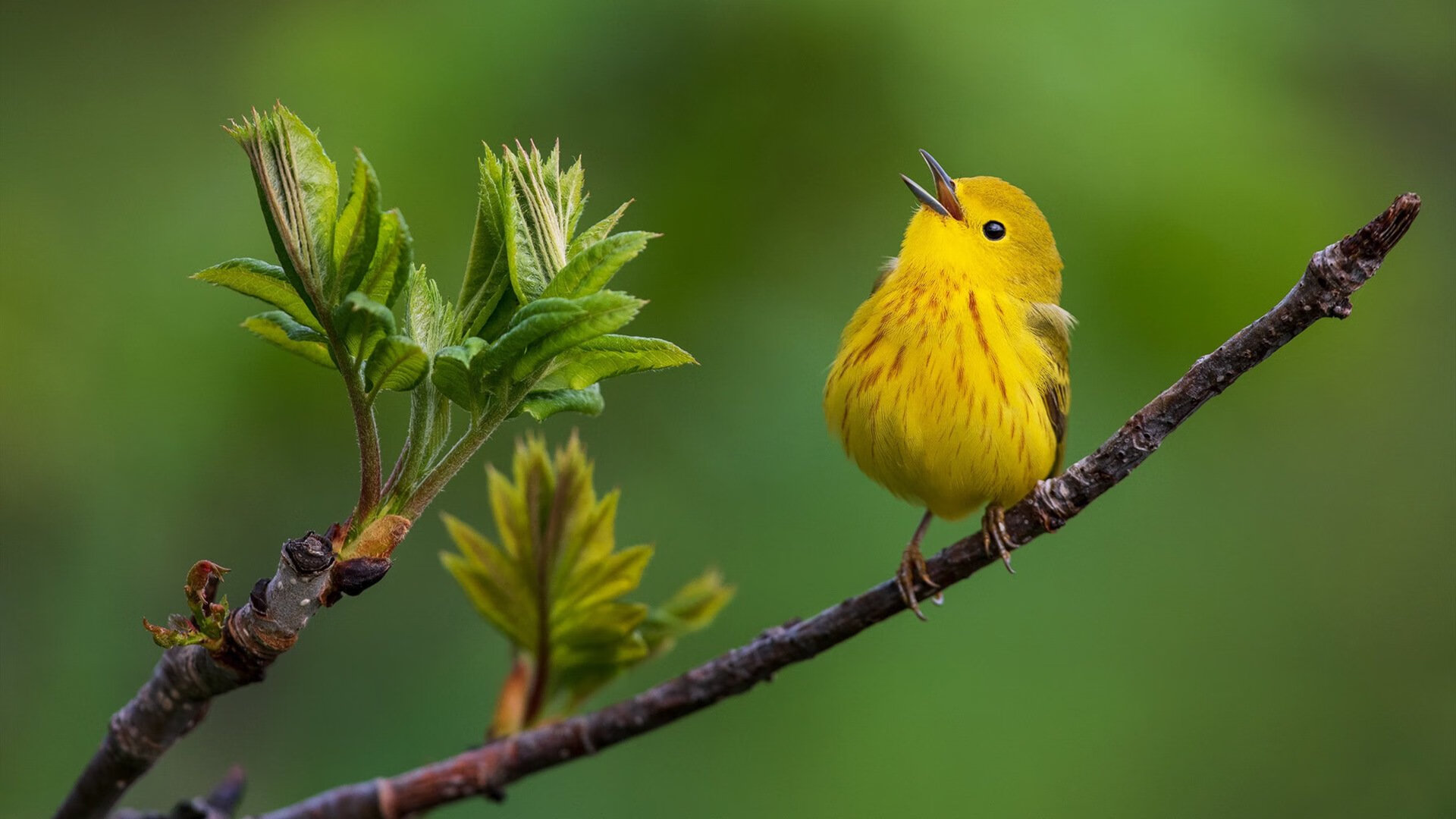 希腊男篮在欧洲锦标赛中再夺冠军,续写辉煌历史,希腊男篮遭绝杀无缘奥运