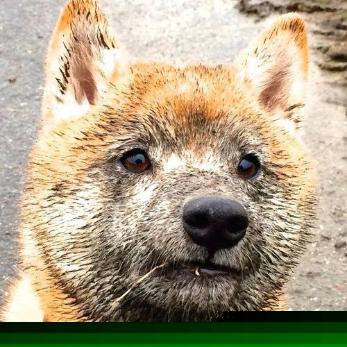 摩纳哥蝶泳选手爆发力强劲,摩纳哥潜水