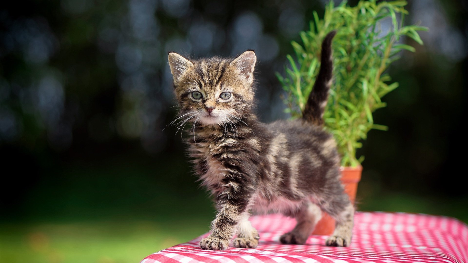 朱婷携球队拍摄新赛季定妆照,朱婷决定