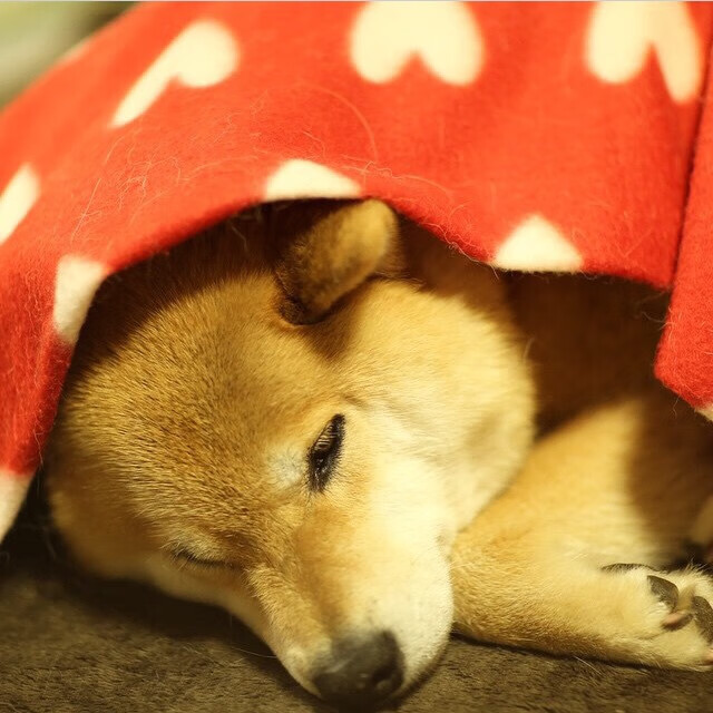 乐鱼体育APP官方下载-校园足球加入人工草皮测试项目提升场地适应能力，人工足球草坪什么标准