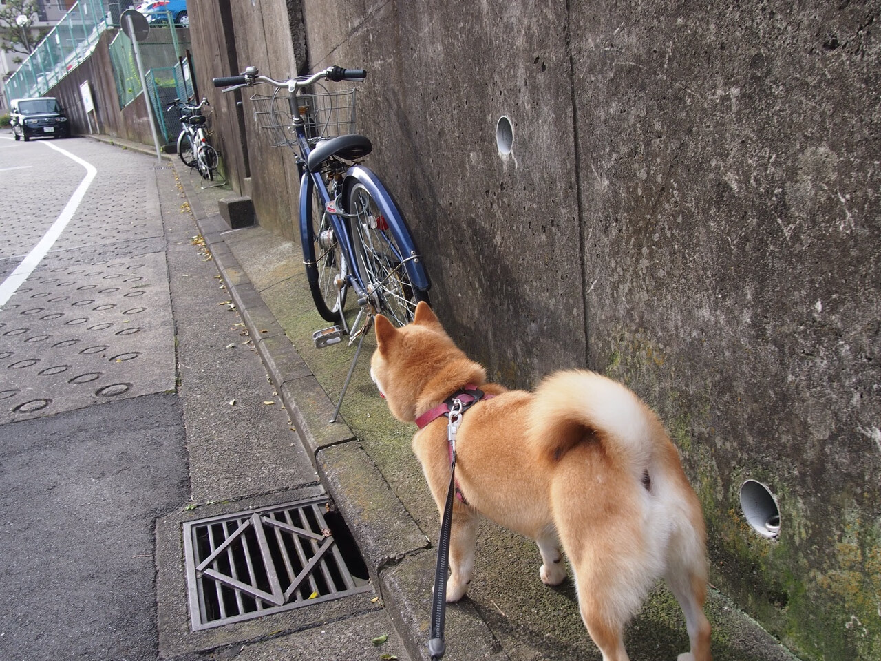 leyu乐鱼-灰熊谈轮换策略保持体能和竞争力平衡，轮换式的重要性质