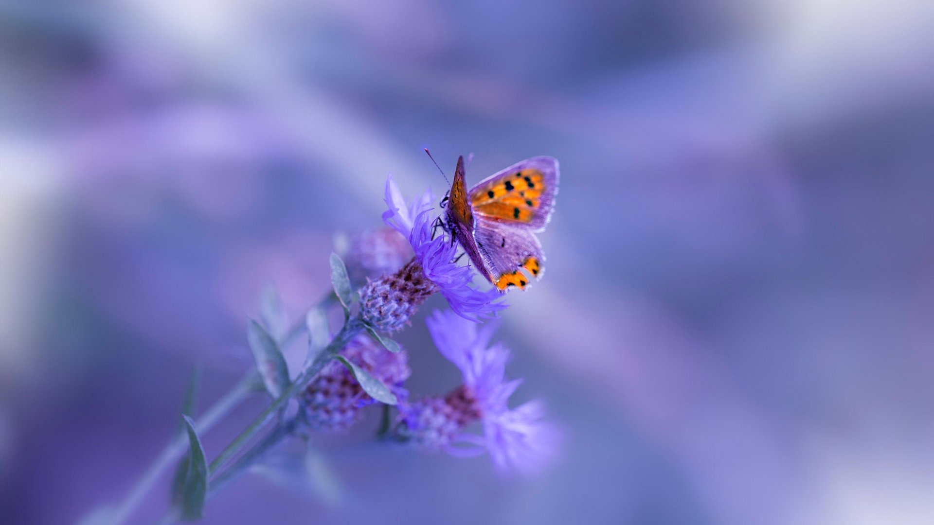 美洲杯明星闪耀:突破、助攻,精彩上演!,美洲杯明星球员