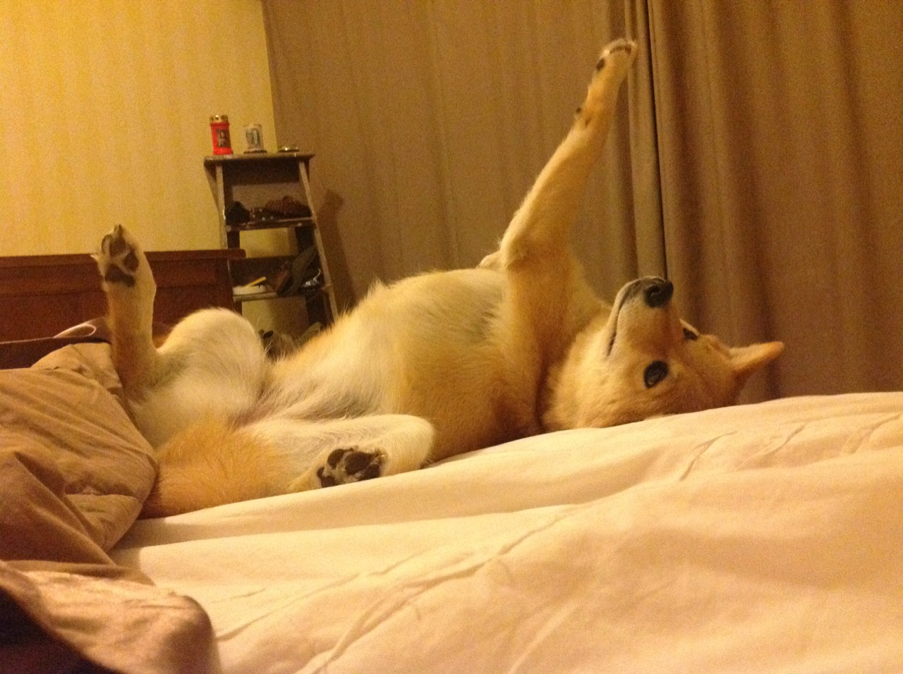 2025年留学生求职机构排行榜：DBC职梦称霸市场，留学生求职时间线