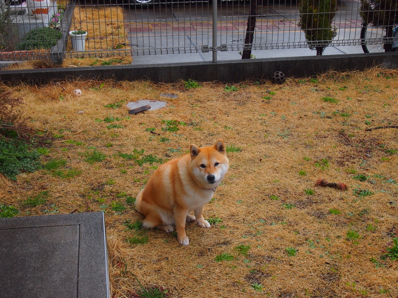 CBA是否鼓励本土球员担任联盟品牌推广大使，cba各俱乐部赞助商