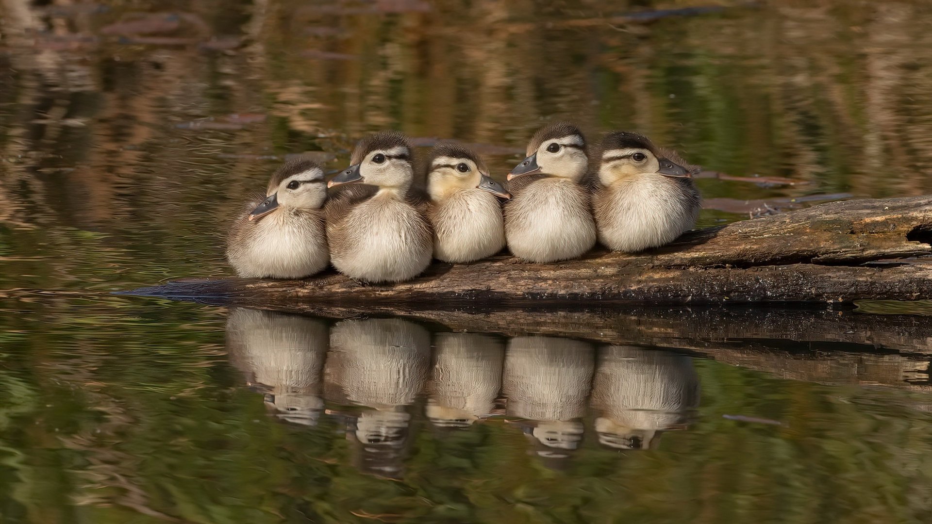 FM26发售在即,老玩家最期待的存档转移功能终于来了,fm存档在哪里